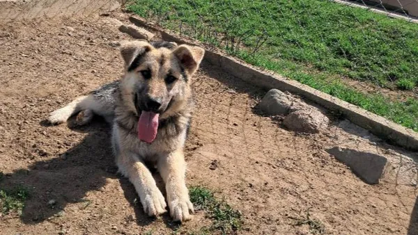 Znaleziono psa, Tatary, 18 marca 2025