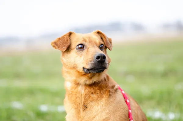 Oddam psa, Warszawa, Stare Miasto, 5 maja 2025 (1/4)