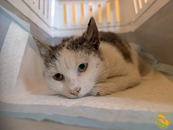 Znaleziono kota, Skałowo, 5 maja 2025 (1/2)