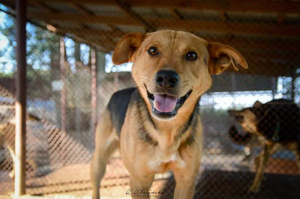 Oddam psa, Toruń, Piaski, 5 maja 2025 (1/4)