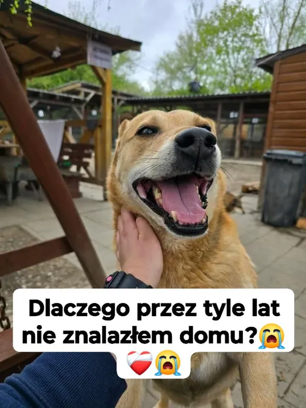 Oddam psa, Toruń, Piaski, 5 maja 2025 (3/4)