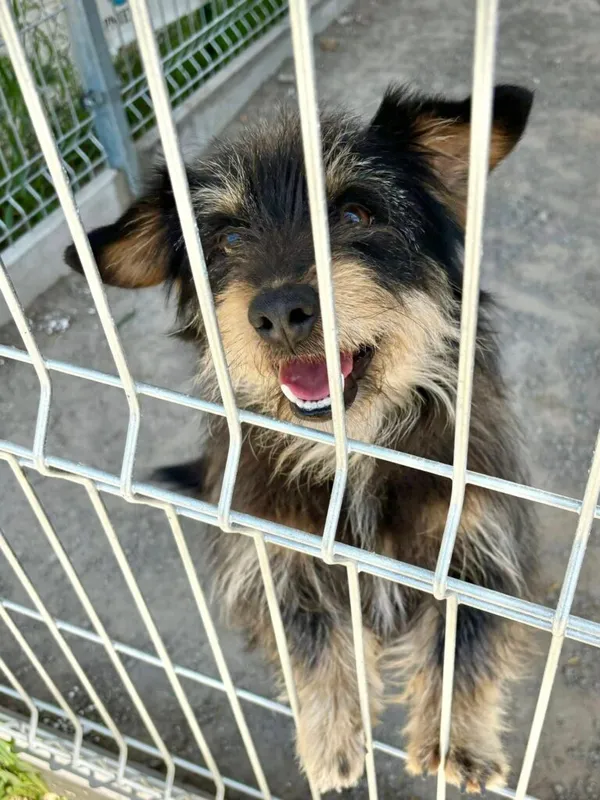 Pies do adopcji, Przyborówko, 5 maja 2025 (1/3)