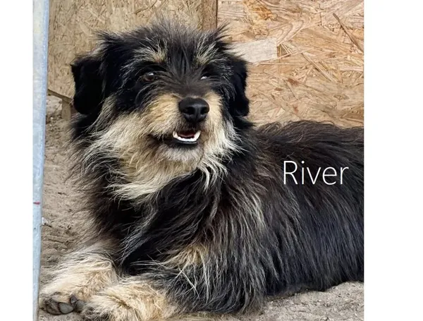 Pies do adopcji, Przyborówko, 5 maja 2025 (3/3)