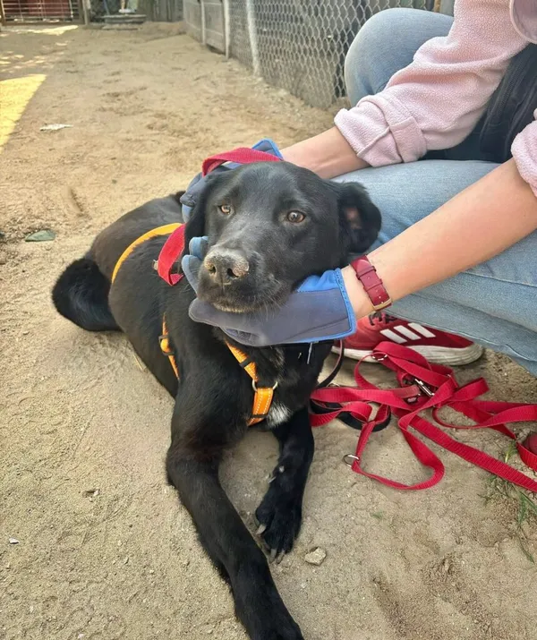 Pies do adopcji, Przyborówko, 5 maja 2025 (1/3)