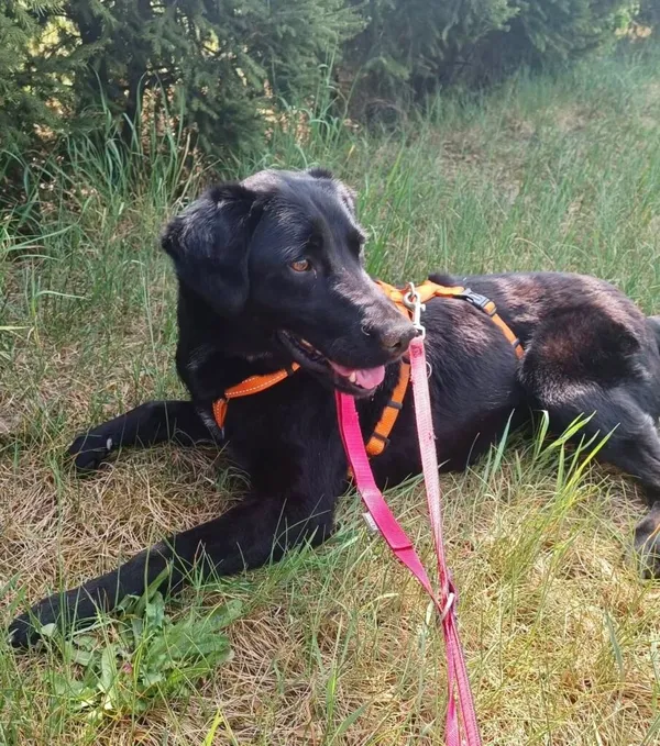 Pies do adopcji, Przyborówko, 5 maja 2025 (2/3)