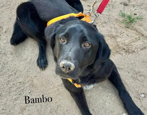 Pies do adopcji, Przyborówko, 5 maja 2025 (3/3)