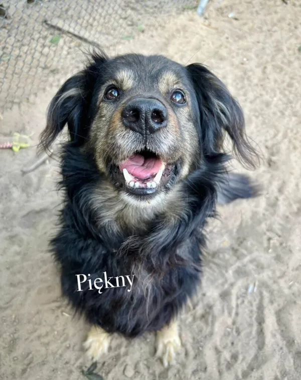 Pies do adopcji, Przyborówko, 6 października 2025 (2/5)