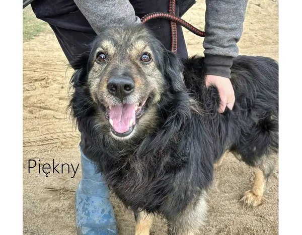 Pies do adopcji, Przyborówko, 6 października 2025 (4/5)