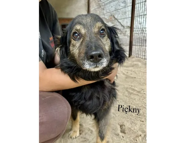 Pies do adopcji, Przyborówko, 6 października 2025 (5/5)