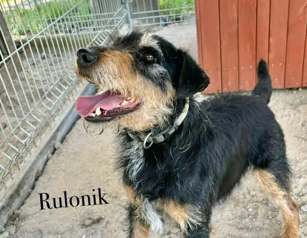 Pies do adopcji, Przyborówko, 24 czerwca 2025 (2/4)