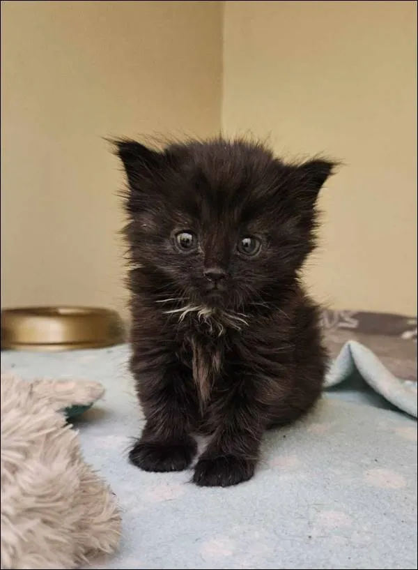 Znaleziono kota, Grudziądz, 2 maja 2025