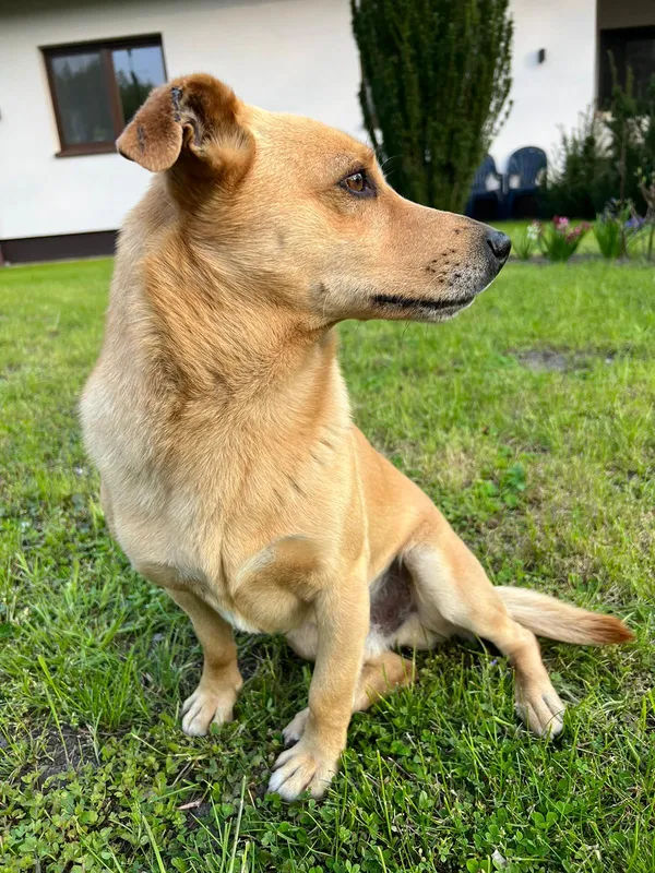 Zaginął pies, Osieczna, 5 maja 2025