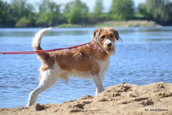 Znaleziono psa, Toruń, 8 kwietnia 2025