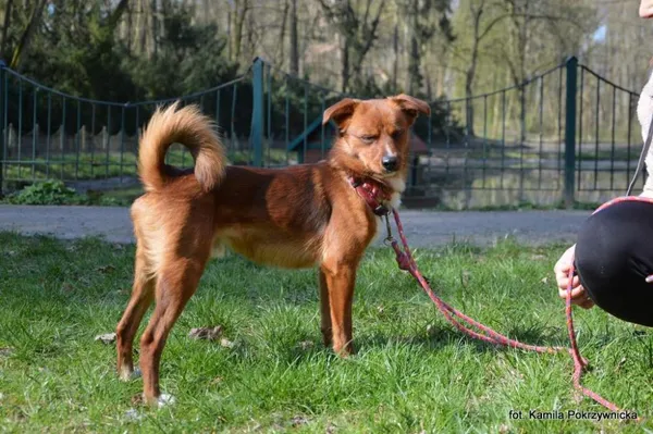 Znaleziono psa, Toruń, 25 marca 2025