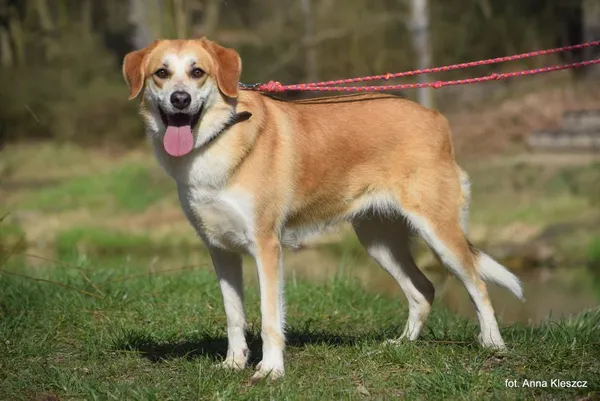 Znaleziono psa, Toruń, 8 kwietnia 2025