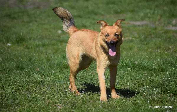 Znaleziono psa, Toruń, 15 marca 2024