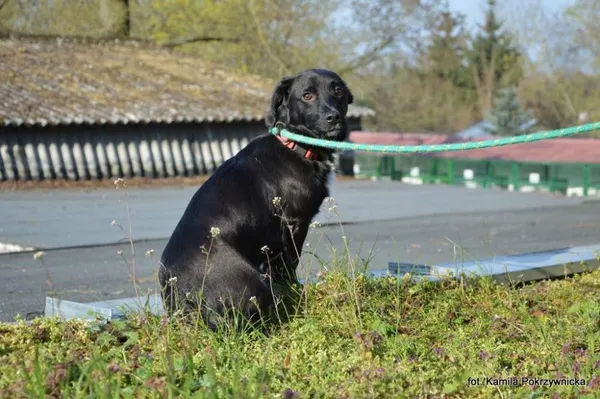 Znaleziono psa, Toruń, 20 marca 2025