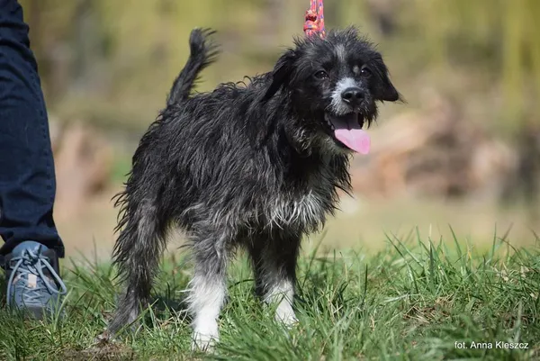 Znaleziono psa, Toruń, 30 marca 2025