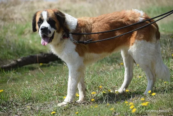 Znaleziono psa, Toruń, 24 marca 2025