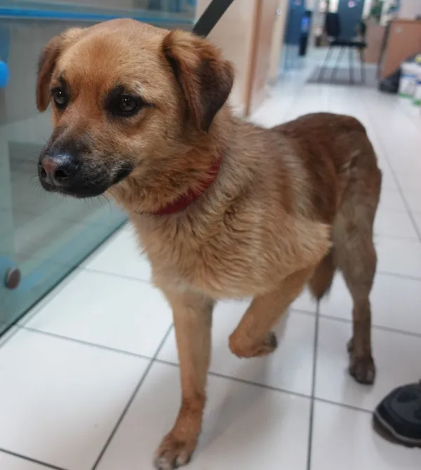 Znaleziono psa, Gdańsk, 5 maja 2025