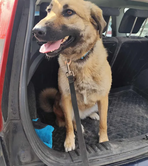 Pies do adopcji, Konin, 22 kwietnia 2025 (1/3)