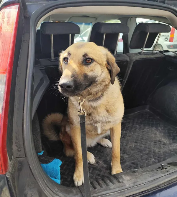 Pies do adopcji, Konin, 22 kwietnia 2025 (2/3)