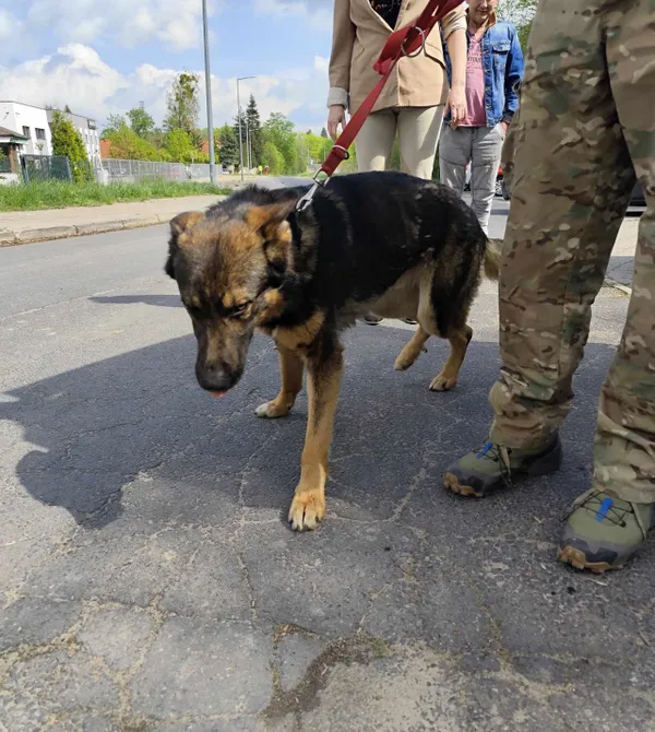 Pies do adopcji, Konin, 22 kwietnia 2025 (1/2)