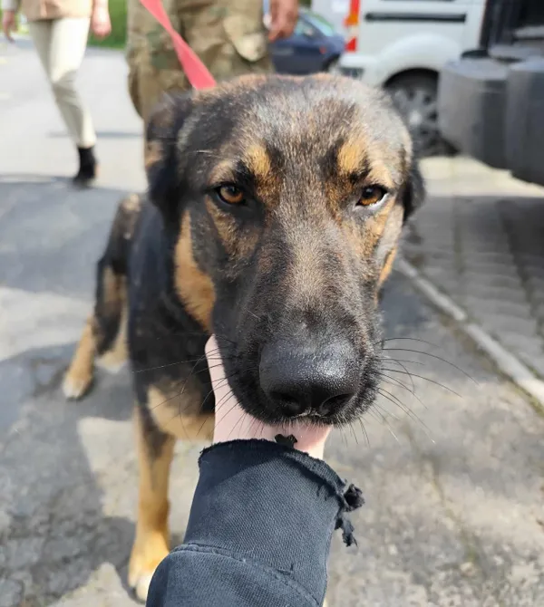 Pies do adopcji, Konin, 22 kwietnia 2025 (2/2)