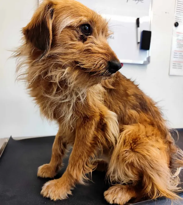 Pies do adopcji, Konin, 23 kwietnia 2025 (2/3)