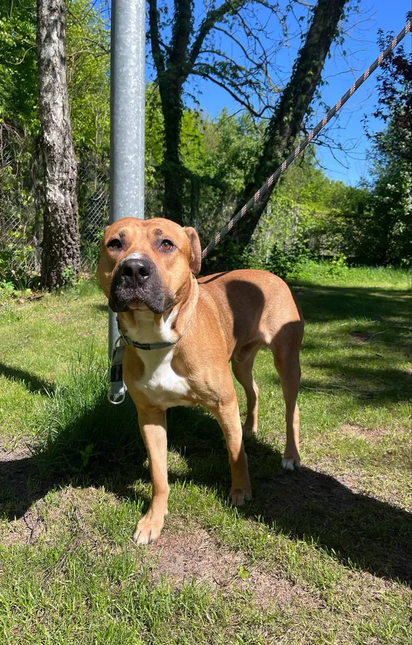 Pies do adopcji, Włocławek, 3 maja 2025 (2/5)