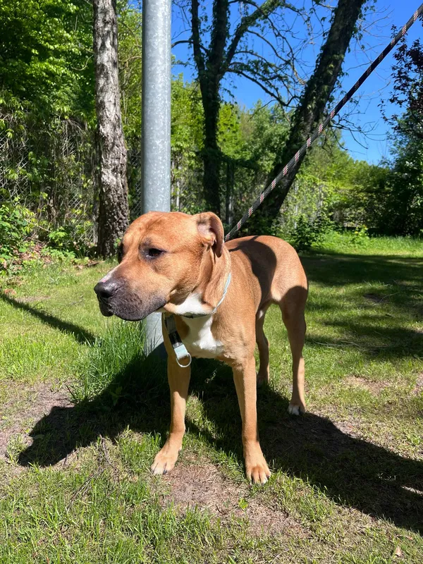 Pies do adopcji, Włocławek, 3 maja 2025 (5/5)