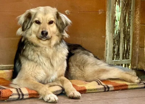 Pies do adopcji, Głowno, 1 maja 2025 (2/2)