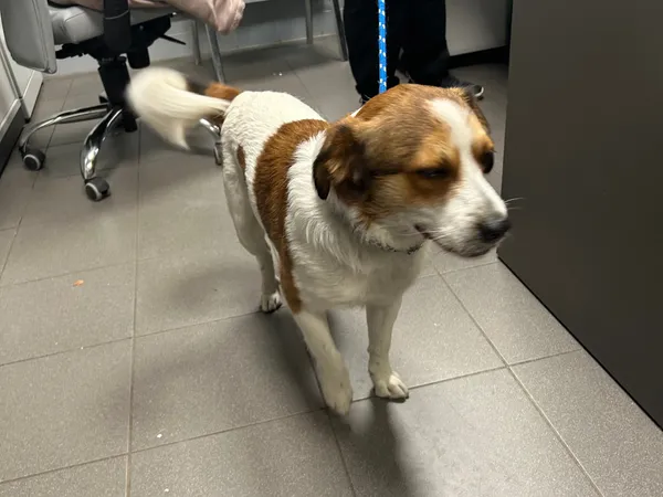 Znaleziono psa, Bydgoszcz, 2 maja 2025