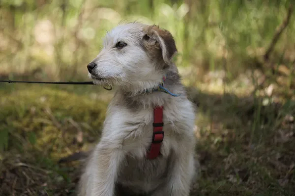 Pies do adopcji, Nowodwór, 5 maja 2025 (1/5)