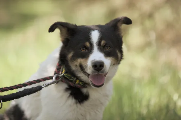 Pies do adopcji, Nowodwór, 5 maja 2025 (1/5)