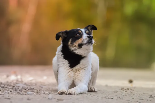 Pies do adopcji, Nowodwór, 5 maja 2025 (4/5)