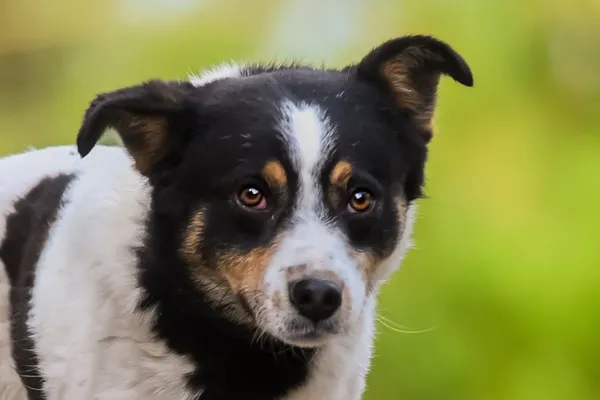 Pies do adopcji, Nowodwór, 5 maja 2025 (5/5)