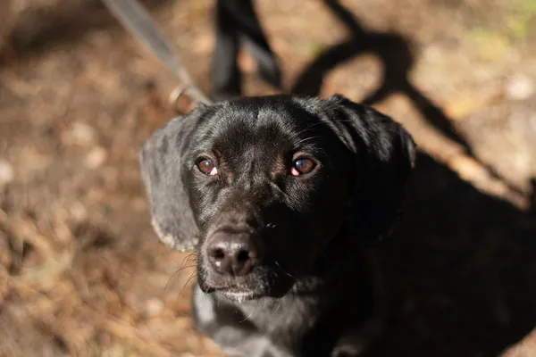 Pies do adopcji, Nowodwór, 5 maja 2025 (1/5)