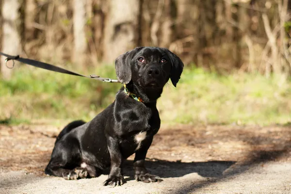 Pies do adopcji, Nowodwór, 5 maja 2025 (4/5)