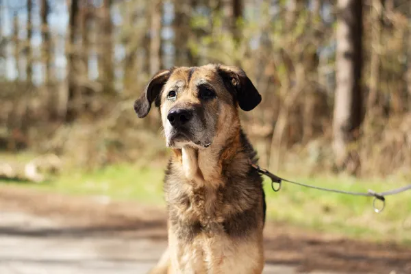 Pies do adopcji, Nowodwór, 5 maja 2025 (3/5)