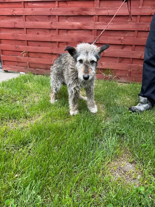 Znaleziono psa, Czartki, 5 maja 2025