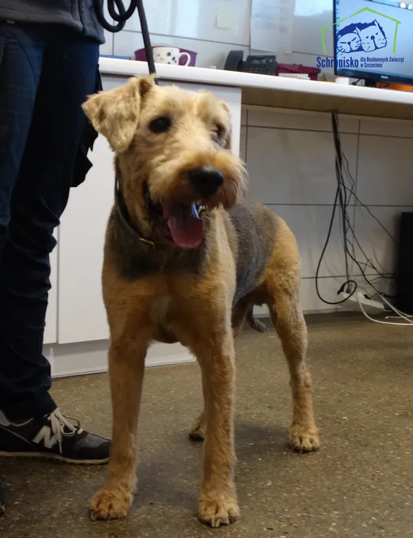 Znaleziono psa, Szczecin, 3 maja 2025 (1/2)