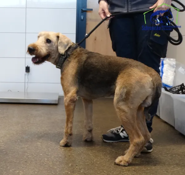 Znaleziono psa, Szczecin, 3 maja 2025 (2/2)