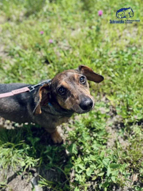 Znaleziono psa, Szczecin, 4 maja 2025 (1/4)