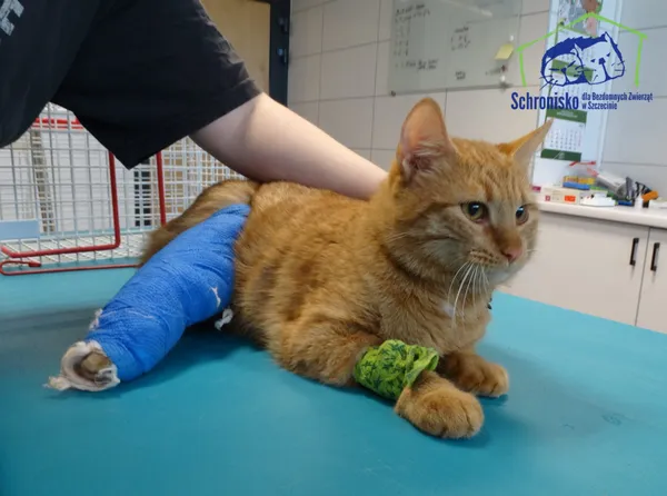 Znaleziono kota, Szczecin, 3 maja 2025 (1/2)