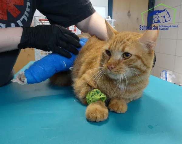 Znaleziono kota, Szczecin, 3 maja 2025 (2/2)