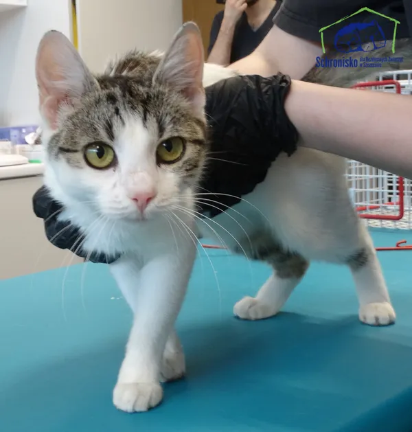 Znaleziono kota, Szczecin, 2 maja 2025