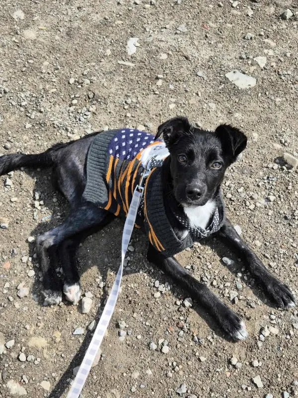 Znaleziono psa, Lublin, 4 maja 2025 (2/3)