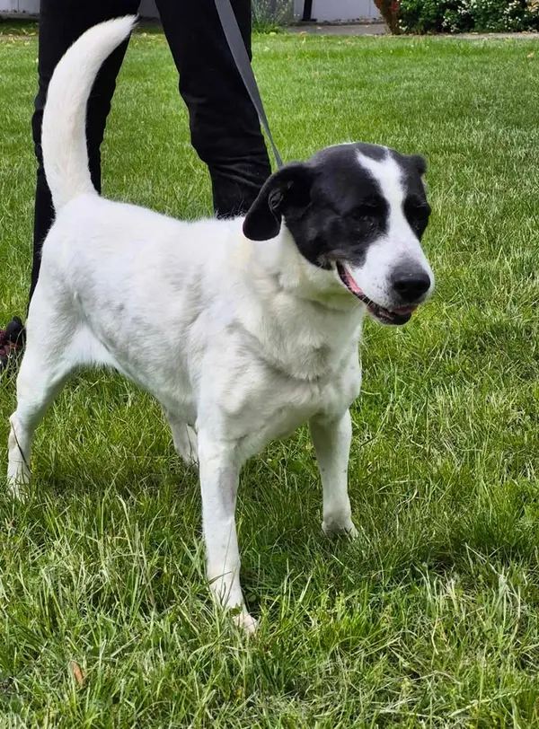 Znaleziono psa, Lublin, 5 maja 2025