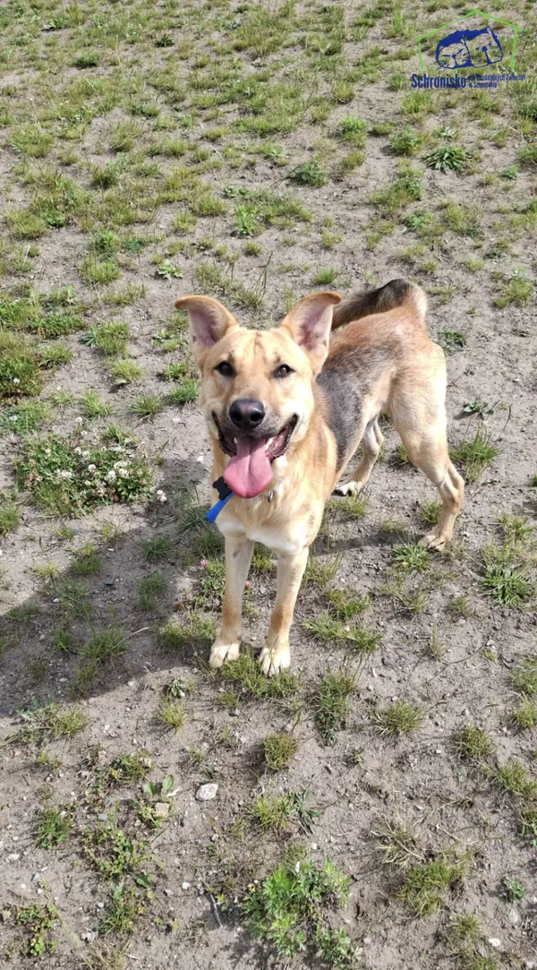 Pies do adopcji, Szczecin, 5 maja 2025 (1/2)